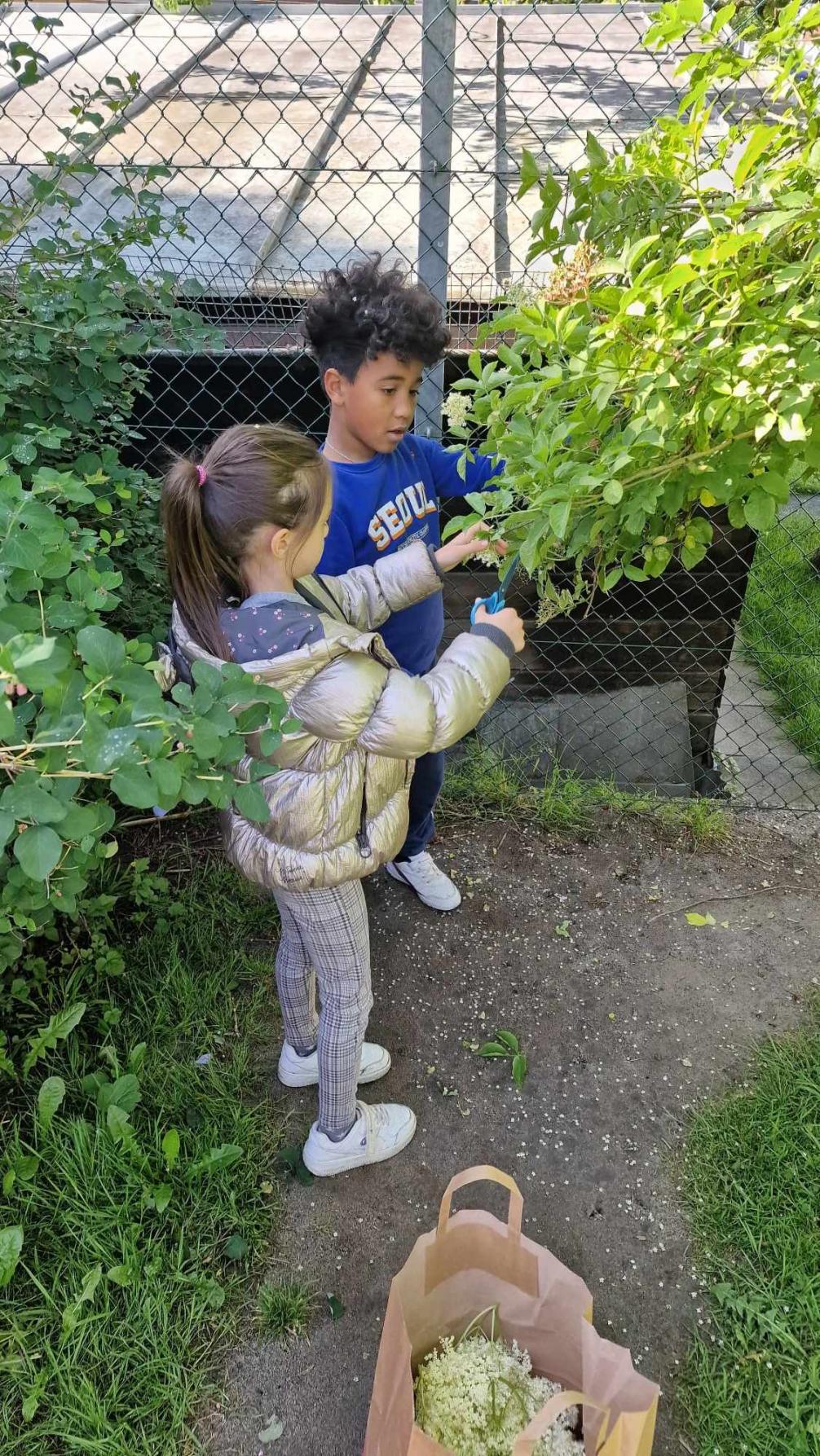 Holunderpflücken