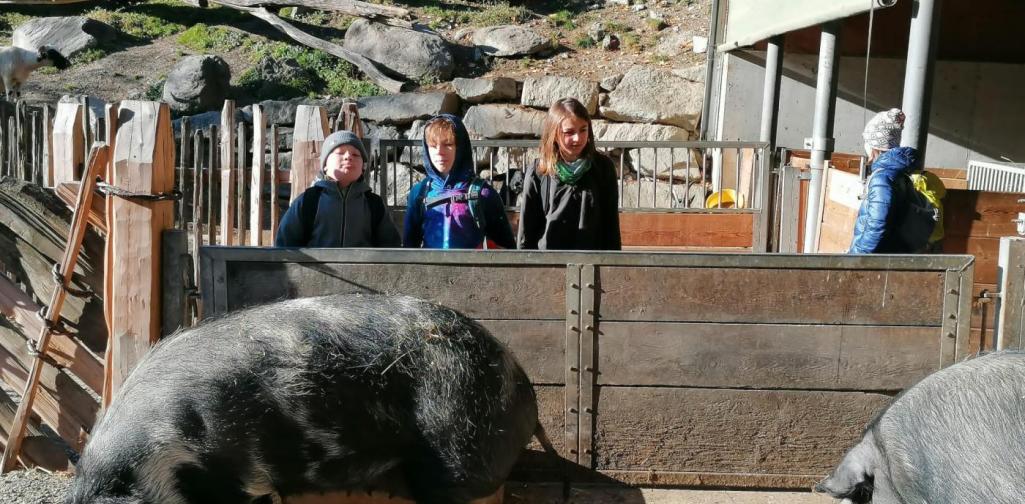 Nicole PET Buddy Kinder und Schwein