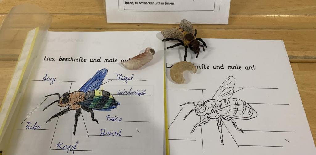 Biene6 Infos Körperbau