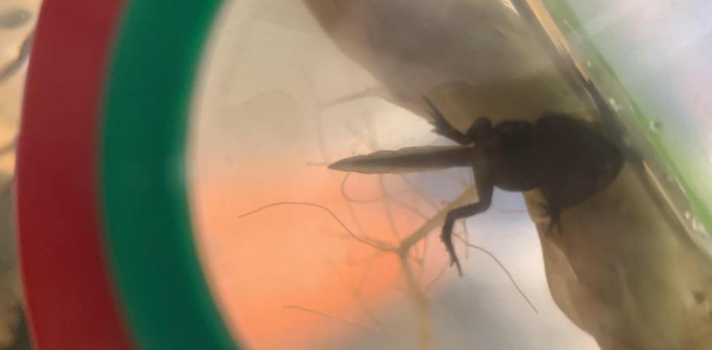 Teich6 Kaulquappe mit Beinen