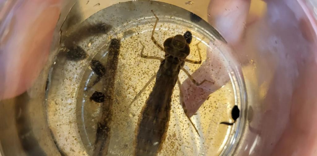 Teich5 Tiere aus dem Teich