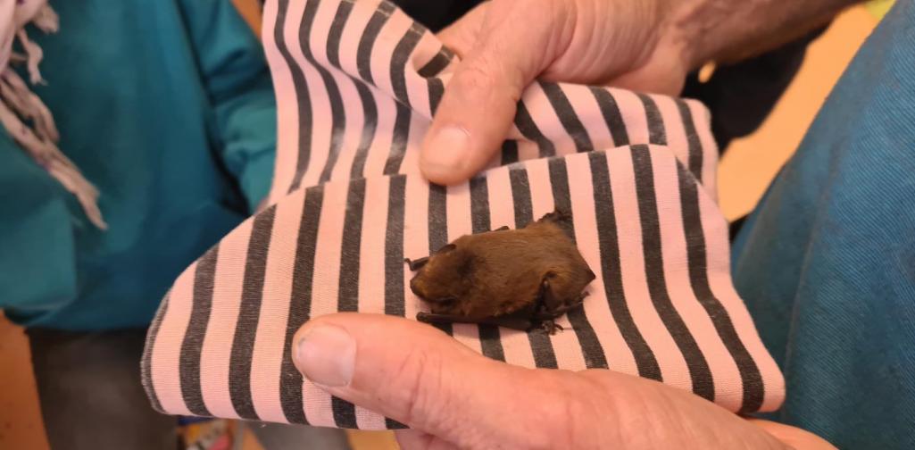 Fledermaus Am 6.12. kam Fledermaus-Toni in die 4b und erzählte uns von diesen interessanten Tieren